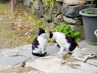 고양이 한국고양이 냥이 고냥이 길고양이 야생고양이 코리안숏헤어 러시안블루 아비시니안 소말리 뱅갈 노르웨이숲