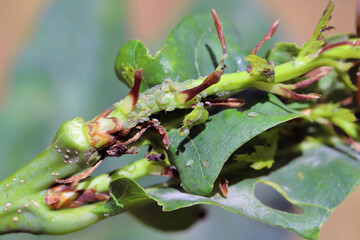 Common oak aphid (Tuberculatus annulatus).One of the more important pests of oak trees. A colony of...