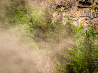 Pinos silvestres encaramados a las rocas se dejan ver entre la niebla.