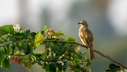 white-browed bulbul (Pycnonotus luteolus) perched on a branch