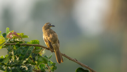 white-browed bulbul (Pycnonotus luteolus) perched on a branch