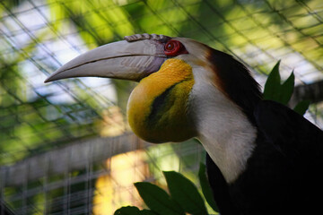 yellow billed toucan