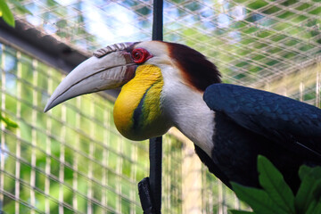 toucan in the zoo