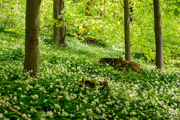 Idyllic spring beech forest with flowering wild garlic (Allium ursinum), Ith, Weserbergland, Germany - obrazy, fototapety, plakaty