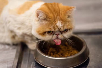 Yellow Exotic shorthair cat eat dry pellet food