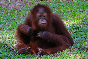 Orangutan in the Ragunan Zoo Indonesia