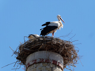 Störche im Nest auf Kamin