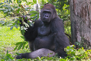 Gorilla in the Ragunan Zoo Indonesia