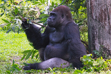 Gorilla in the Ragunan Zoo Indonesia