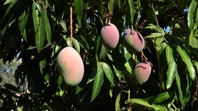 Red mango on a tree in the orchard