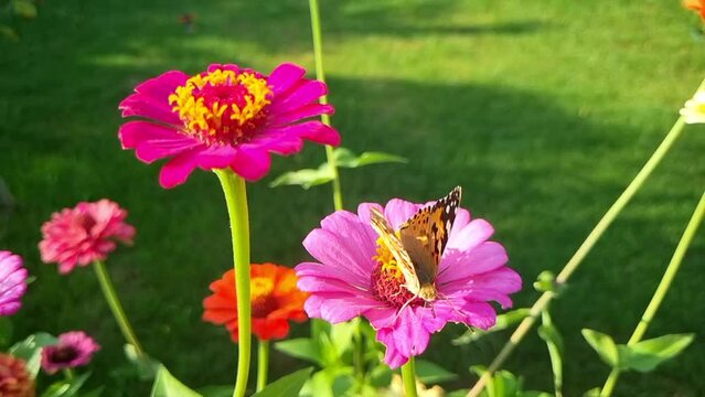 Flying butterfly. Colorful nature background. 