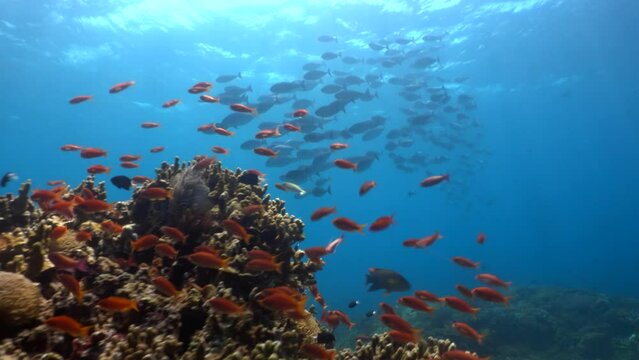 Hard coral with colourful anthias and school of sleek unicornfish (Naso hexacanthus) in the background