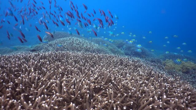 Branching coral Acropora full of damselfishes and anthias