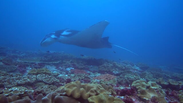 Manta ray (Manta blevirostris) swimming very close