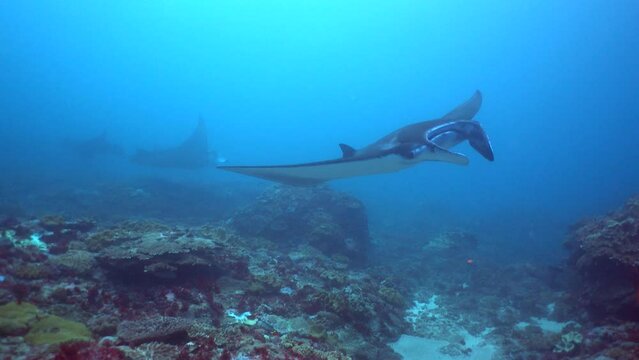 4 Manta ray (Manta blevirostris) swimming over coral reef