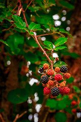 Berries on a bush