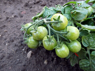 Tomatenpfanze mit Tomaten