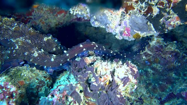 3 Reef octopus (Octopus Cyanea) mating