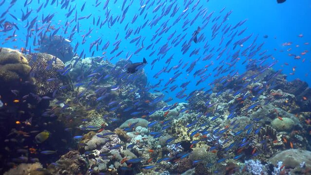 Hard and soft coral reef full of tropical fishes moving together
