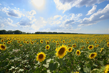 meadow of sunflowers under the blue sky