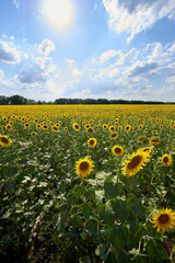 meadow of sunflowers under the blue sky