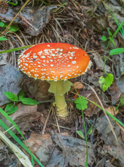 Large agaric mushroom is growing on the grass. Close-up, selective focus