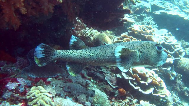 Black spotted porcupinefish (Diodon hystrix) from side to front