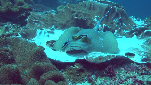 Blue-spotted stingray (Dasyatis kuhlii) close up