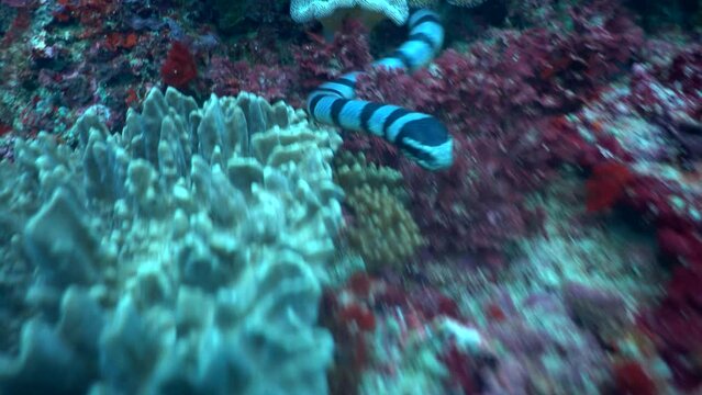 Banded sea krait (Laticauda colubrina) looking for food