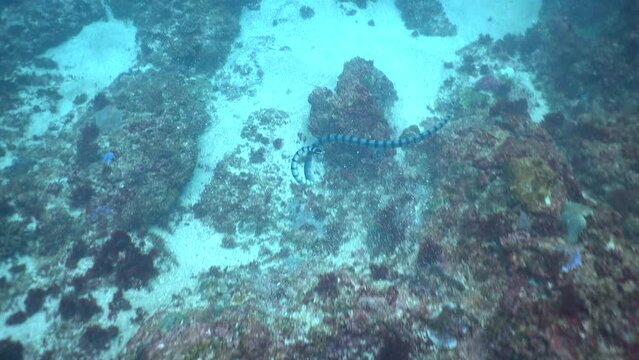 Banded sea krait (Laticauda colubrina) moving with the waves