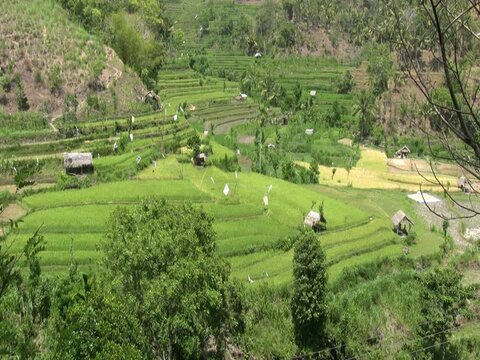Rice terraces on the way to Amed