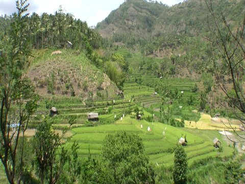 Rice terraces on the way to Amed