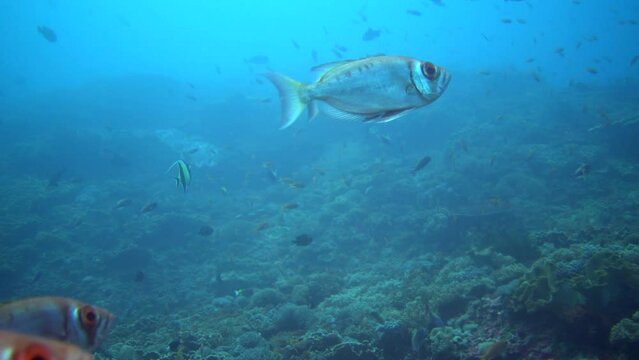 Crescent-tail bigeye (Priacanthus hamrur) hovering on top of coral reef