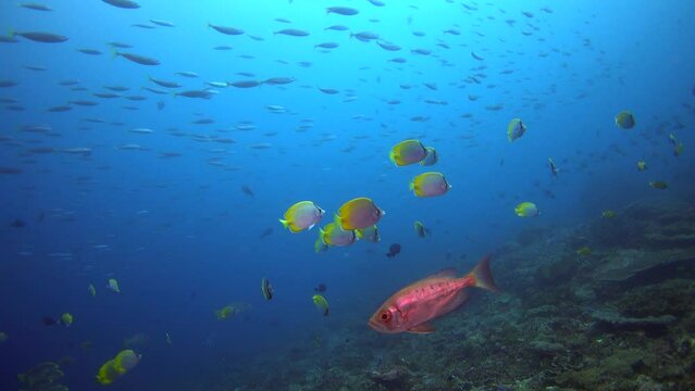 Crescent-tail bigeye (Priacanthus hamrur) with school of fusilier passing behind and butterflyfishes swimming around