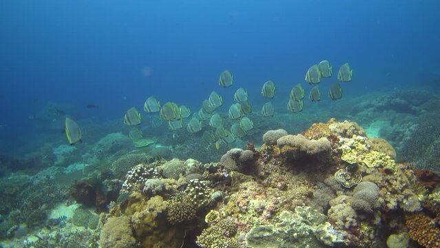Hard and soft coral reef with group of tall-fin batfish (Platax teira)