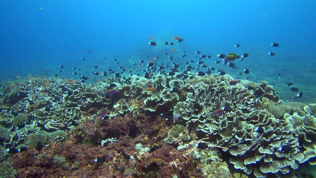Hard and soft coral reef with group of bicolor chromis (Chromis margaritifer)