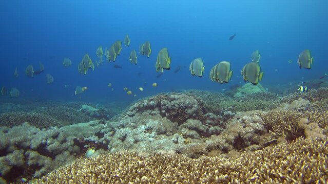 Hard and soft coral reef with group of tall-fin batfish (Platax teira)
