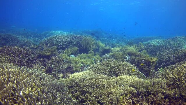 Drifting over huge fields of acropora coral and soft corals