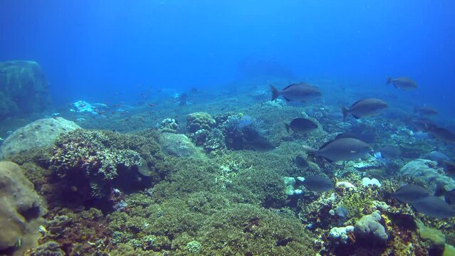 Drifting over huge fields of acropora coral, a school of drummers (Kyphosus sp.) and a hawksbill turtle ((Eretmochelys imbricata)