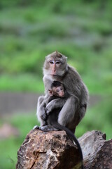 Naklejka na ściany i meble A mother monkey is sitting and hugging her child with love.