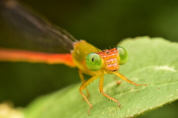 dragonfly clinging to a leaf