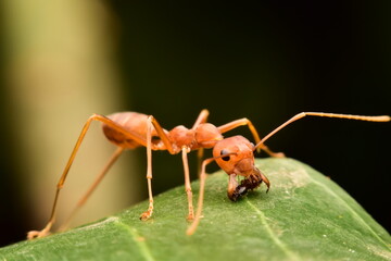 Red ant eating prey