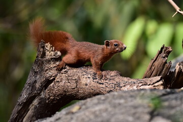 Red squirrel perched on a branch