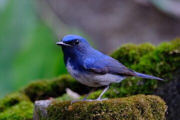 Hainan Blue Flycatcher perched on beautiful green moss