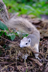 White squirrel carrying grass to make a nest