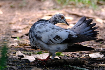 White dove walking on the ground