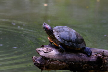 Red eared Slider perched on a log the surface of the water