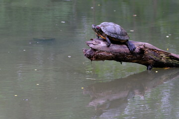 Fototapeta premium Red eared Slider perched on a log the surface of the water