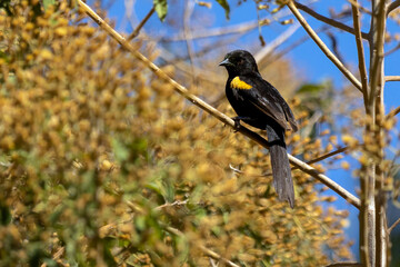 It's a typical Brazilian bird. The black winged yellow bird perched on a tree . Specie Icterus pyrrhopterus also know Encontro. Birdwatching. Animal World. Bird lover. Black bird.