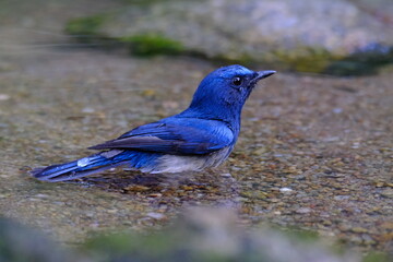Hainan Blue Flycatcher Playing in water that is very clear